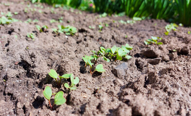 radish grows in the vegetable garden. seedling small plants. home gardening. sunny day.