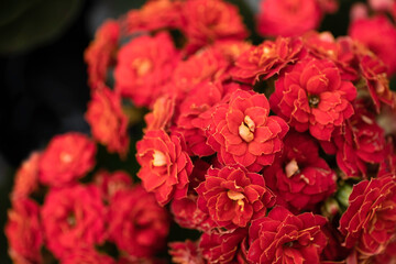 Crassula coccinea (Red Crassula) is a small succulent shrublet, black background, swallow depth of field