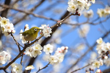 Plum blossom and White-eye
