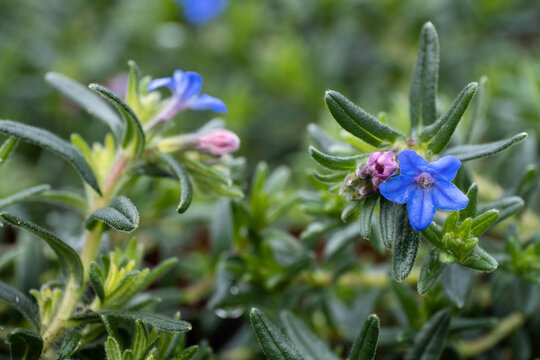Macro photo of blue Lithodora diffusa or purple gromwell flowers in hairy evergreen leaves a garden, Narrow depth of field