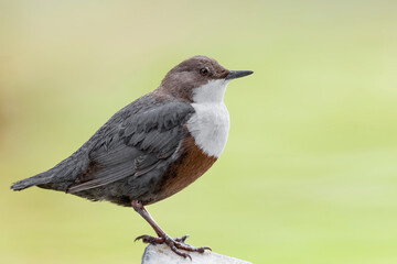 Extreme closeup for the beautiful European Dipper (Cinclus cinclus)
