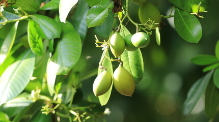 green coconuts on a palm tree in a tropical island