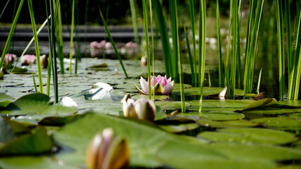 Seerosen und Schilfstiehle auf einem See mit geöffneter Seerose in der Mitte