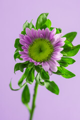 flower with purple petals on a purple background, bud close-up, studio shooting.
