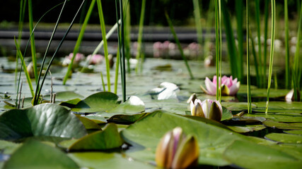 Seerosen und Schilfstiehle auf einem See mit geöffneter Seerose in der Mitte © landscapephoto