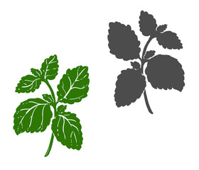 Hand drawn sketch green mint leaf, plant. Vector illustration. Elements in graphic style label, card, sticker, menu, package. © alexandrakuz