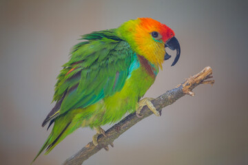Large fit-parrot on the branch
