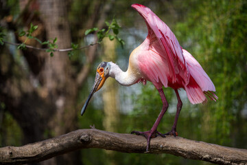 pink spoon bird on the branch in zoo