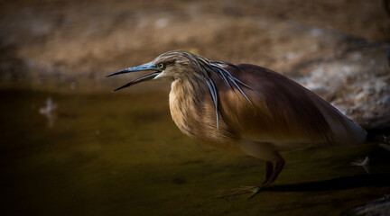 Great Egret on the hunt