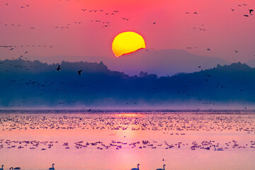 日本　伊豆沼の渡り鳥の朝の飛び立ち