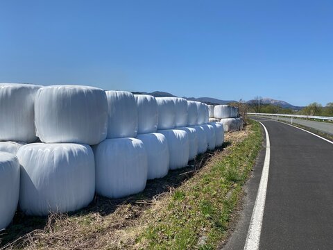 稲発酵粗飼料（牛のエサ）/ Whole Crop Silage