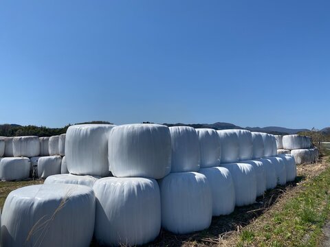 稲発酵粗飼料（牛のエサ）/ Whole Crop Silage