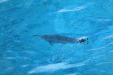 Obraz premium tropical fish swims in turquoise water in the Indian Ocean