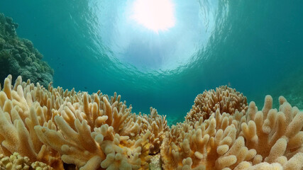 The Underwater World of the with Colored Fish and a Coral Reef. Tropical reef marine. Philippines.