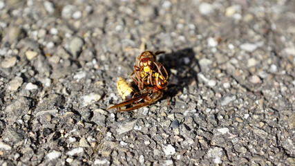 Nahaufnahmen vom Beschädigungskampf zwischen Hornissen die aneinander beknabbern, Fühlerkontakt