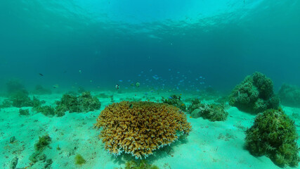 Naklejka na ściany i meble Tropical colourful underwater seascape.The underwater world with colored fish and a coral reef. Philippines.