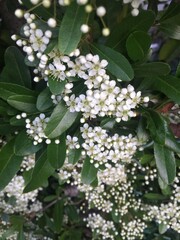 白い小さな花、 ピラカンサ 、雪柳に似ている 