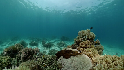 Fototapeta na wymiar Reef underwater tropical coral garden. Underwater sea fish. Philippines.