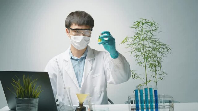 A scientist is checking and analyzing a cannabis sativa experiment , hemp plant  for herbal pharmaceutical cbd oil in a laboratory