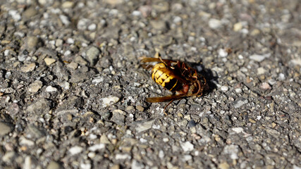 Nahaufnahmen vom Beschädigungskampf zwischen Hornissen die aneinander beknabbern, Fühlerkontakt