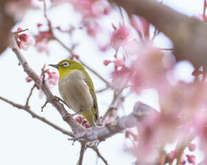 メジロと梅（Japanese White-eye and plum blossom）