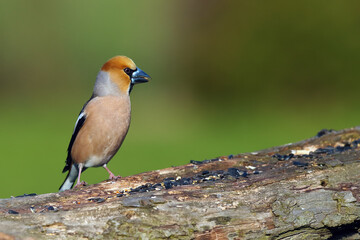 The hawfinch (Coccothraustes coccothraustes) sitting on the branch.Portrait of a very colorful European songbird with a brown background. Hawfinch on a feeder.