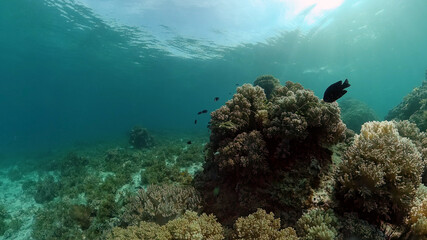 Tropical fishes and coral reef underwater. Hard and soft corals, underwater landscape.
