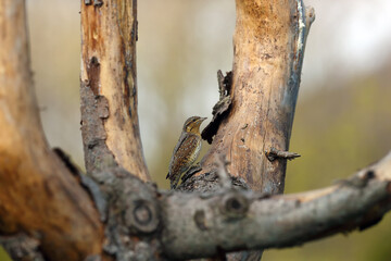 The Eurasian wryneck (Jynx torquilla) sitting on a branch of fruit tree. An inconspicuous brown member of the woodpeckers family on a dry branch.