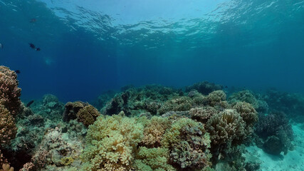 Fototapeta na wymiar Tropical coral reef. Underwater fishes and corals. Philippines.