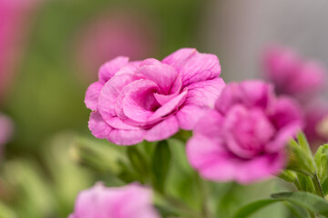 美しいパープルの花