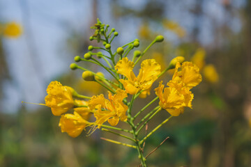 Yellow flowers blooming in the sun