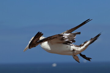 northern gannet