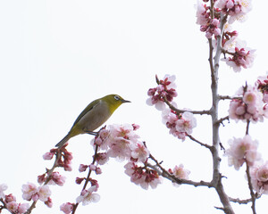 メジロと梅（Japanese White-eye and plum blossom）