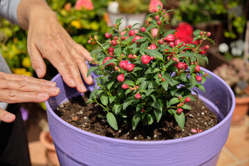Close-up of woman hands transplanting, take care and watering plants at home. Watering and caring for outdoor plants. Gardening.