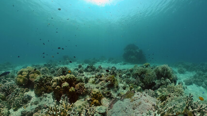 Naklejka na ściany i meble Underwater Scene Coral Reef. Underwater sea fish. Tropical reef marine. Colourful underwater seascape. Philippines.