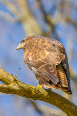 Buzzard in the forest. Sitting on a branch of a deciduous tree. Wildlife Bird of Prey, Buteo buteo. Detailed feathers in close up. Blue sky behind the trees. Wildlife scene from nature, sideview