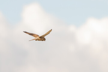 Close-up of Kestrel bird of prey hovers against a beautiful blue sky with white clouds an, hunting for prey