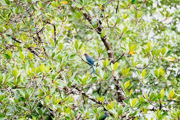 Green - billed Malkoha