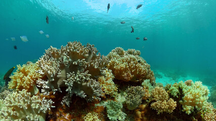 Tropical Fishes on Coral Reef, underwater scene. Philippines.