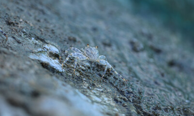 aquatic sea crab on a tropical island