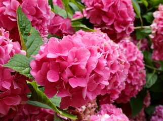 large hydrangea flower blossomed in spring of magenta purple color