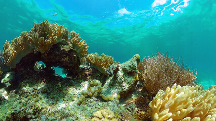 Reef Marine Underwater Scene. Tropical underwater sea fish. Philippines.