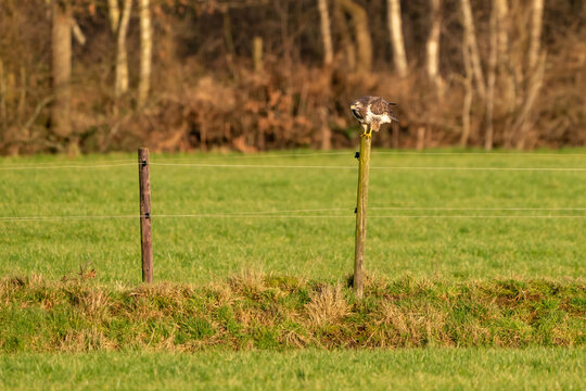 Large buzzard, landing on a pole at the edge of a ditch in a mea