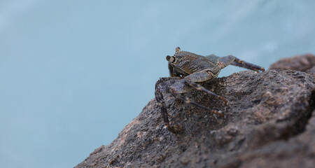 aquatic sea crab on a tropical island