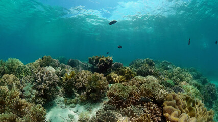 Tropical fishes and coral reef at diving. Underwater world with corals and tropical fishes.