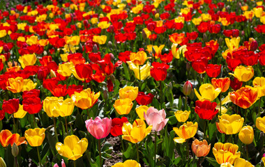Many multi-colored tulips. 