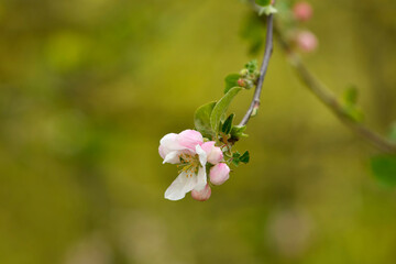 apple blossom in spring in Germany