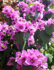 Azalea flower blossomed in summer typical of the Mediterranean areas