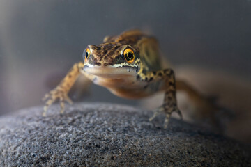 Front portrait of a palmate newt