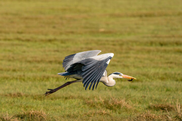 Beautiful gray heron fishes a large insect from a ditch and flies away with it. Wildlife in its natural habitat